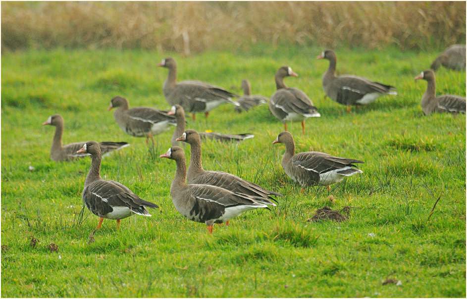 Bläßgänse am Dümmer