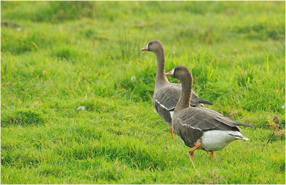 Bl&auml;&szlig;g&auml;nse am D&uuml;mmer
