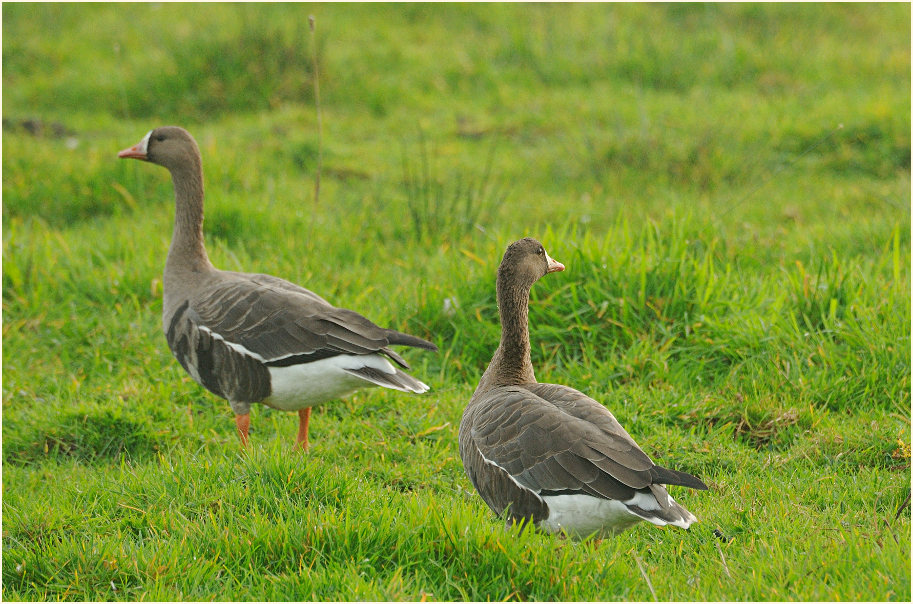 Bl&auml;&szlig;g&auml;nse am D&uuml;mmer