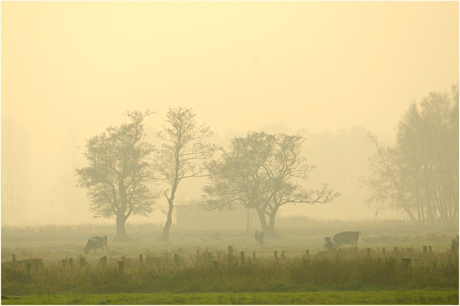 Niederung am D&uuml;mmer
