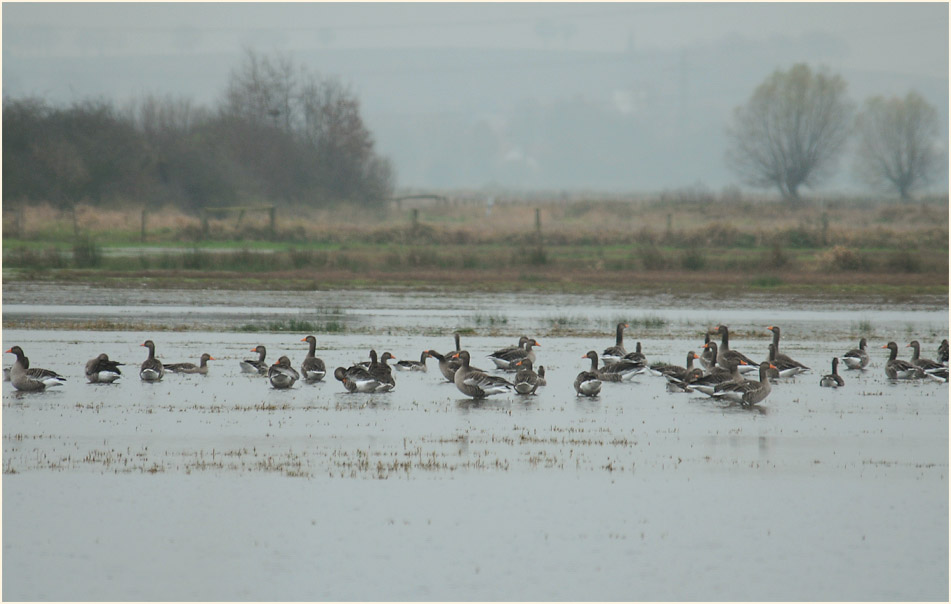 Graig&auml;nse, Niederung am D&uuml;mmer