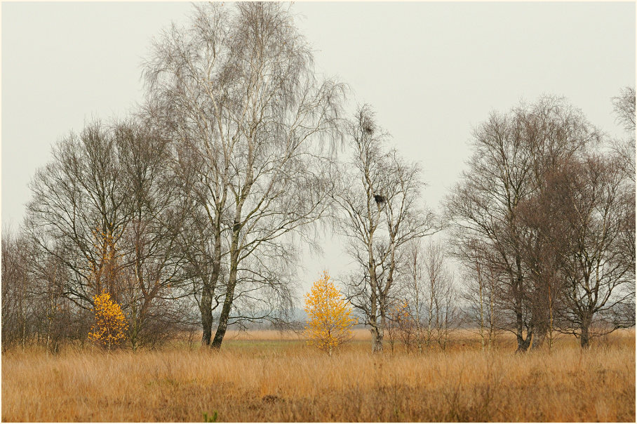 Neust&auml;dter Moor