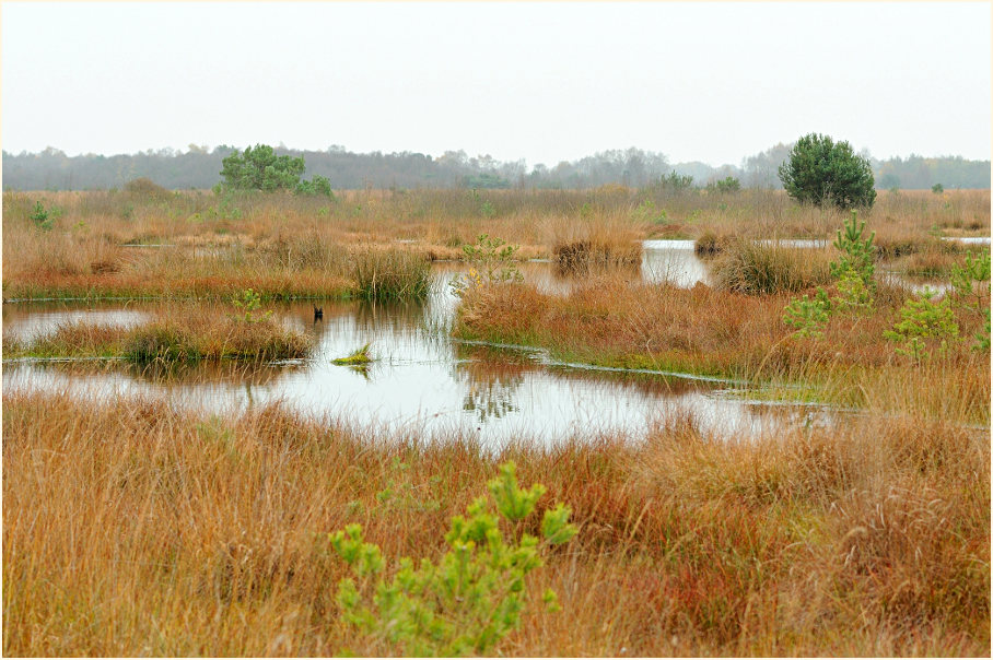 Neust&auml;dter Moor