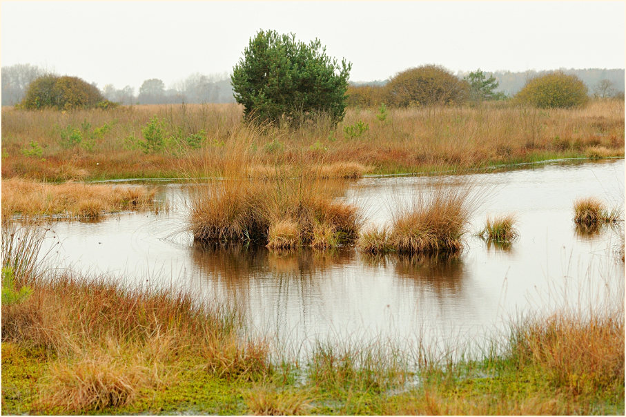 Neustädter Moor