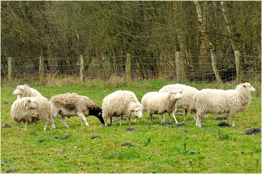 Schafe Neust&auml;dter Moor