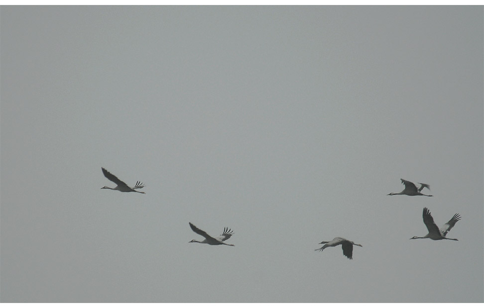 Kraniche im Nebel, Neust&auml;dter Moor