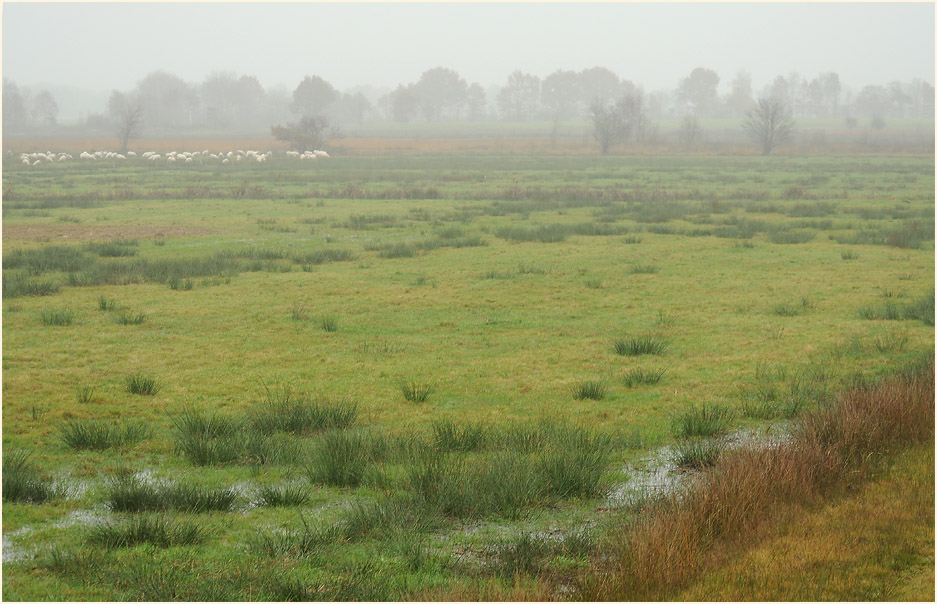 Neust&auml;dter Moor