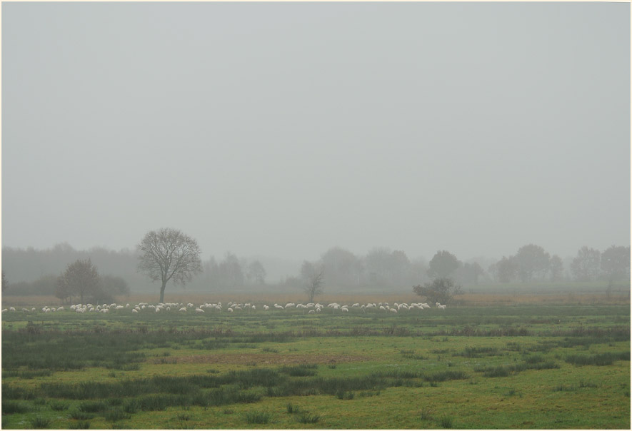 Neust&auml;dter Moor