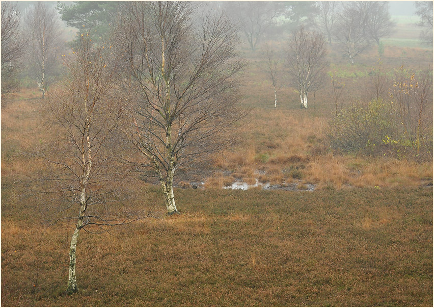 Neust&auml;dter Moor