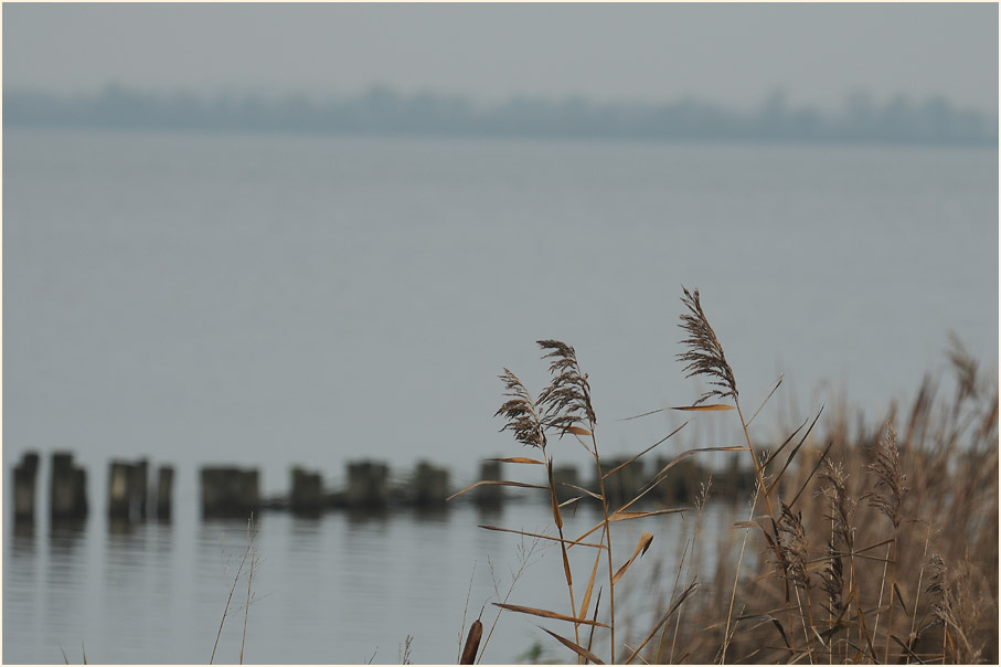 Dümmer, Niedersachsen