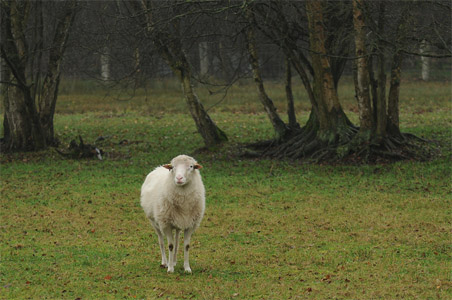 vergrößern