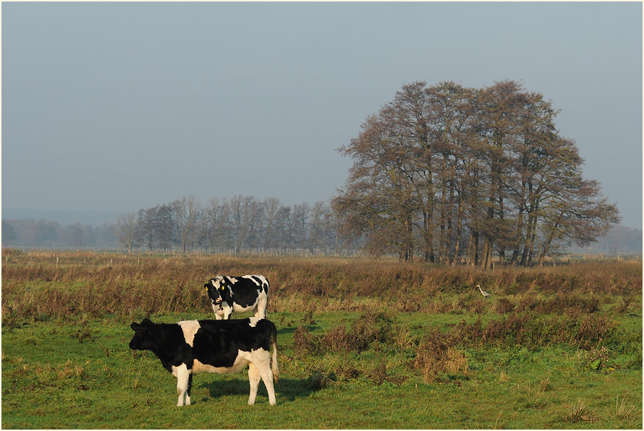 Niederung am Dümmer