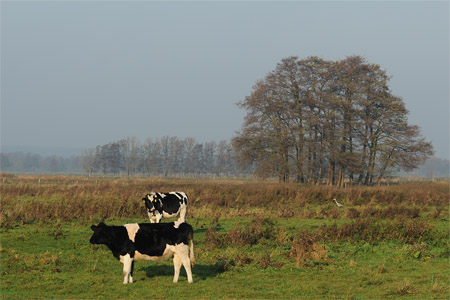 vergrößern