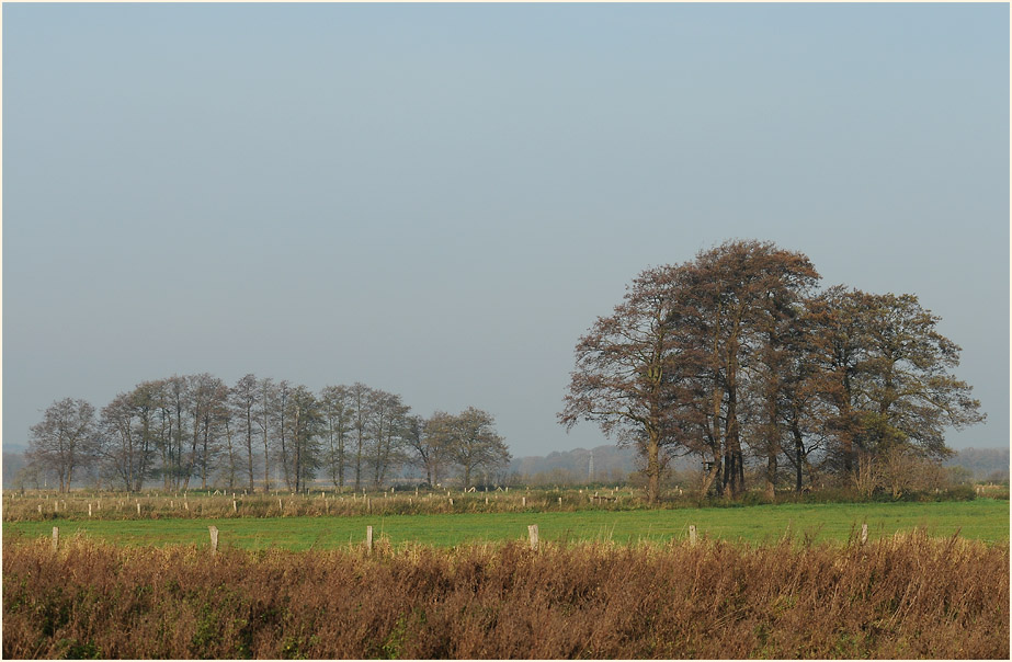 Niederung am Dümmer