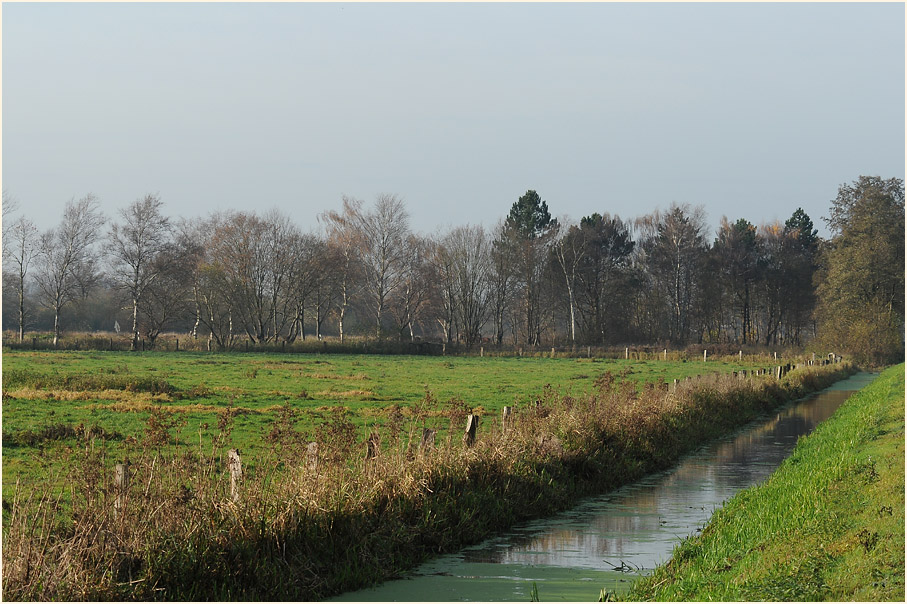 Niederung am Dümmer