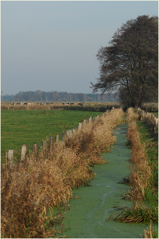 Niederung am D&uuml;mmer