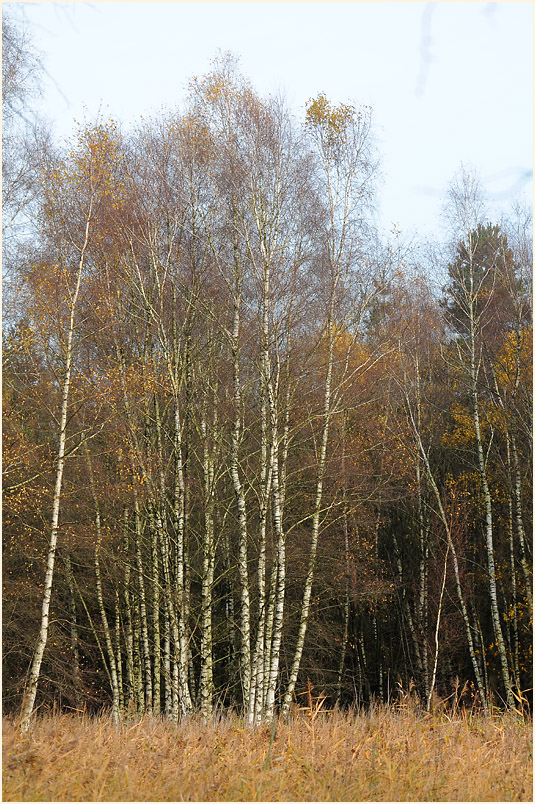 Birken, Dammer Berge