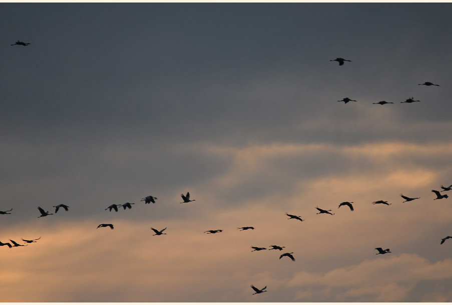 Kraniche im Rehdener Geestmoor