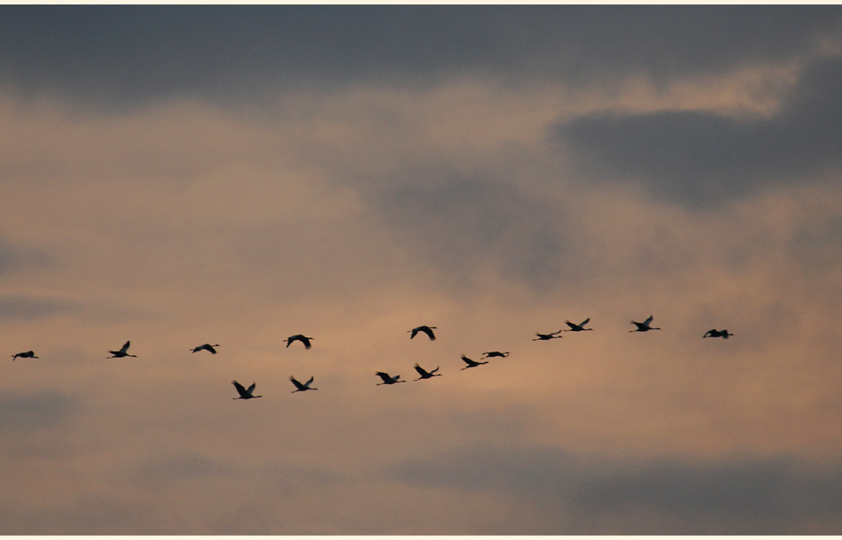 Kraniche im Rehdener Geestmoor