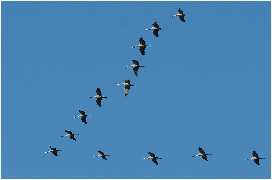 Kraniche im Oppenweher Moor