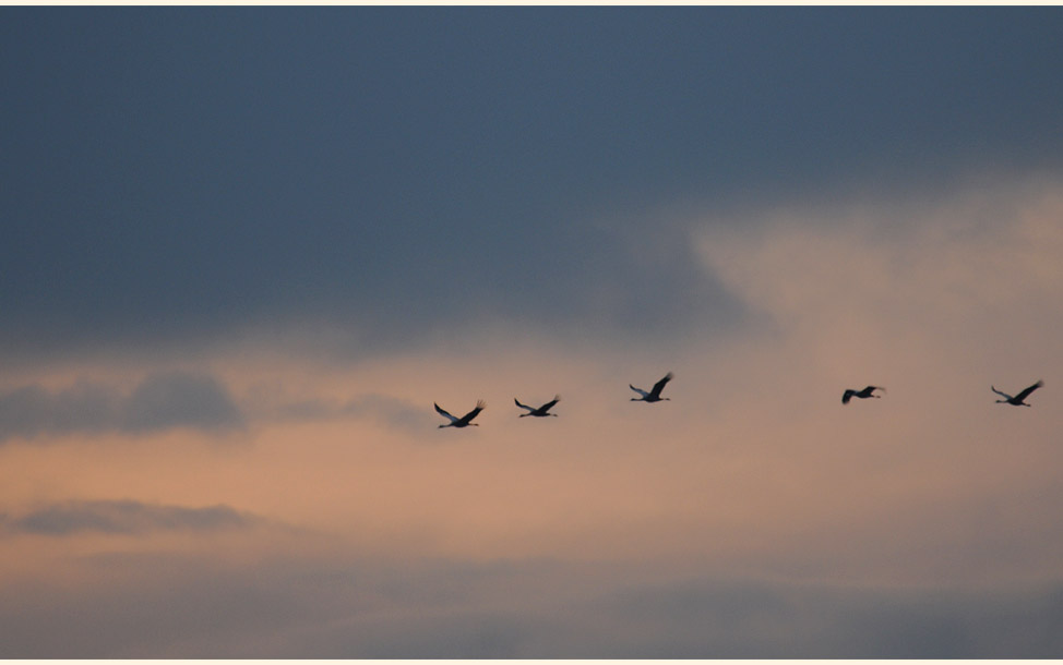 Kraniche im Rehdener Geestmoor
