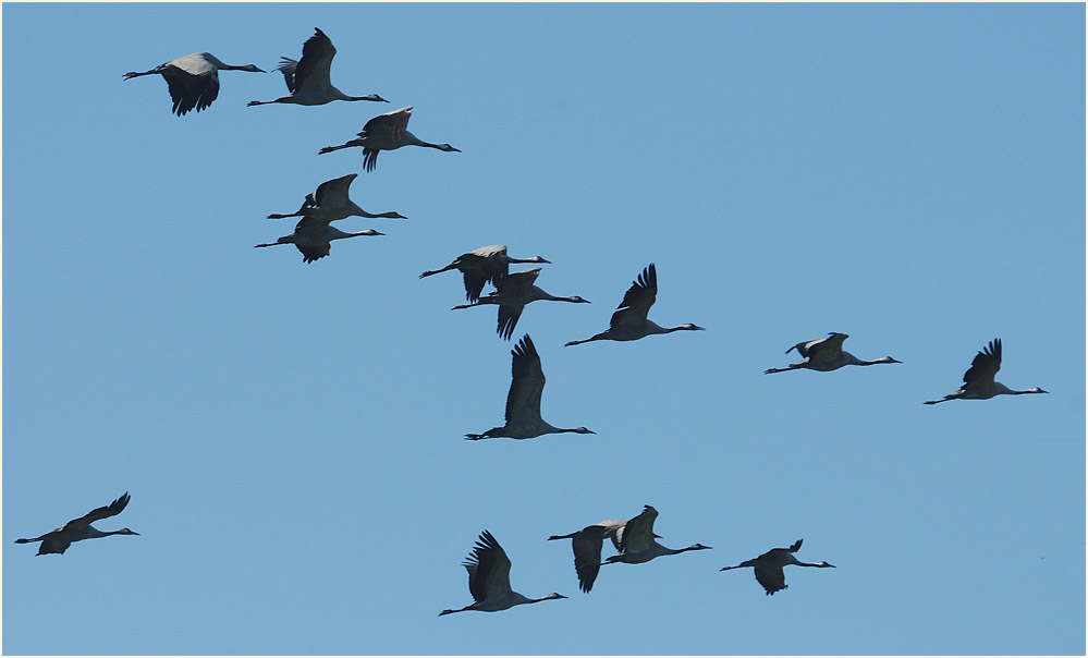Kraniche im Oppenweher Moor