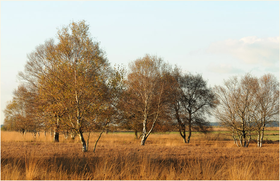 Neust&auml;dter Moor