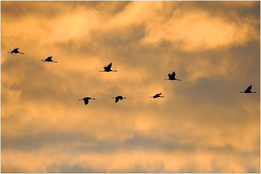 Kraniche Rheder Geestmoor