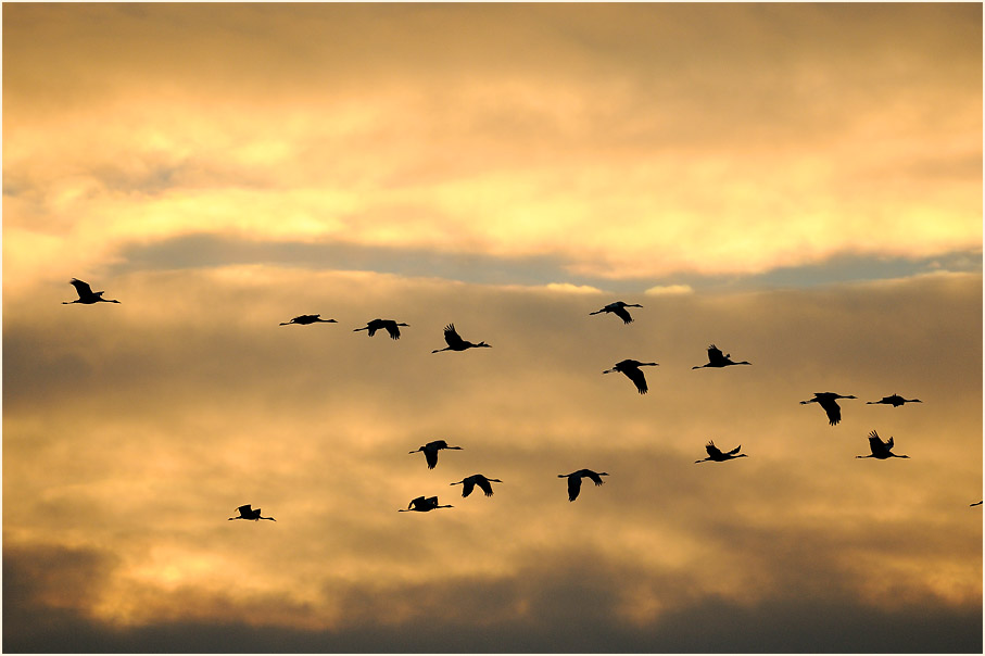 Kraniche Rheder Geestmoor