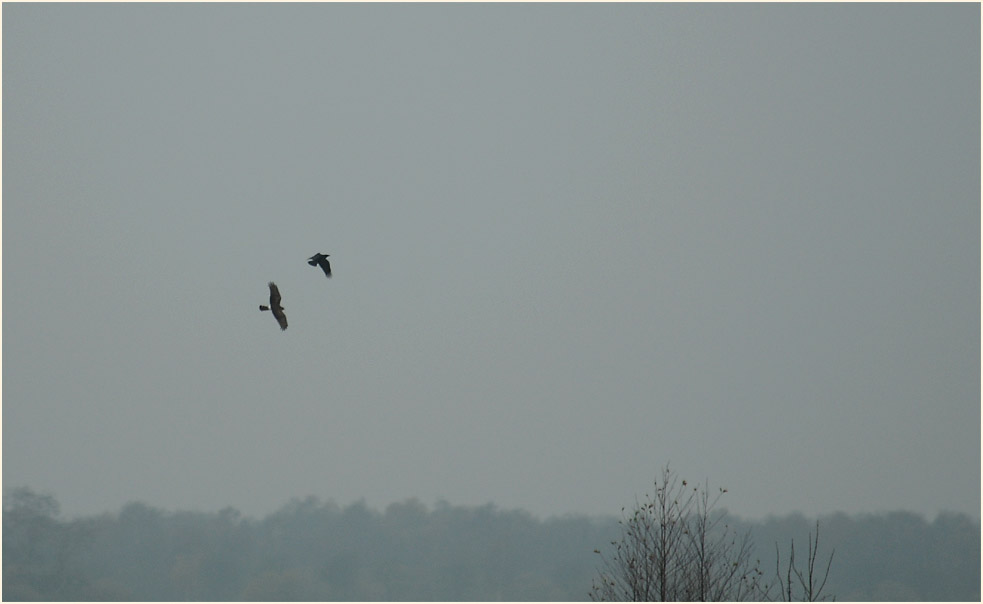 Niederung am D&uuml;mmer