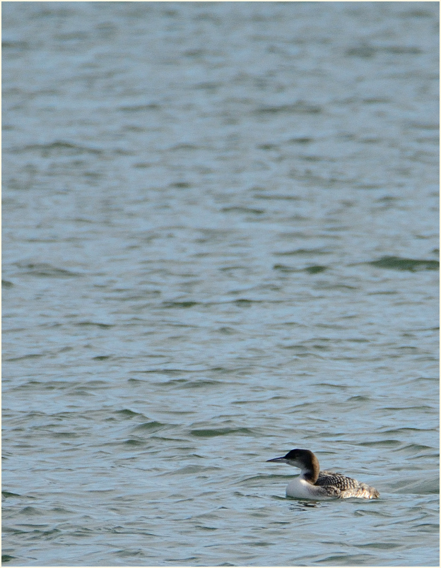 Eistaucher (Gavia immer)