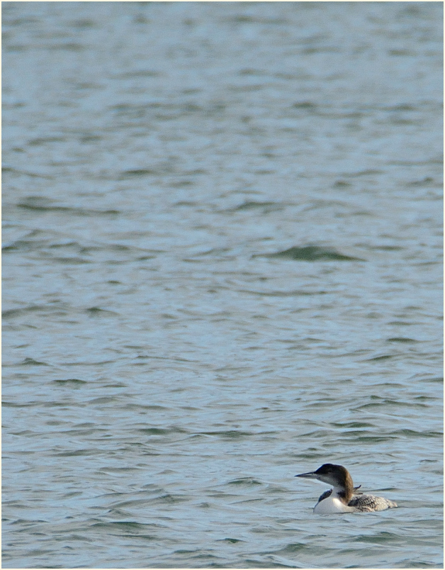 Eistaucher (Gavia immer)