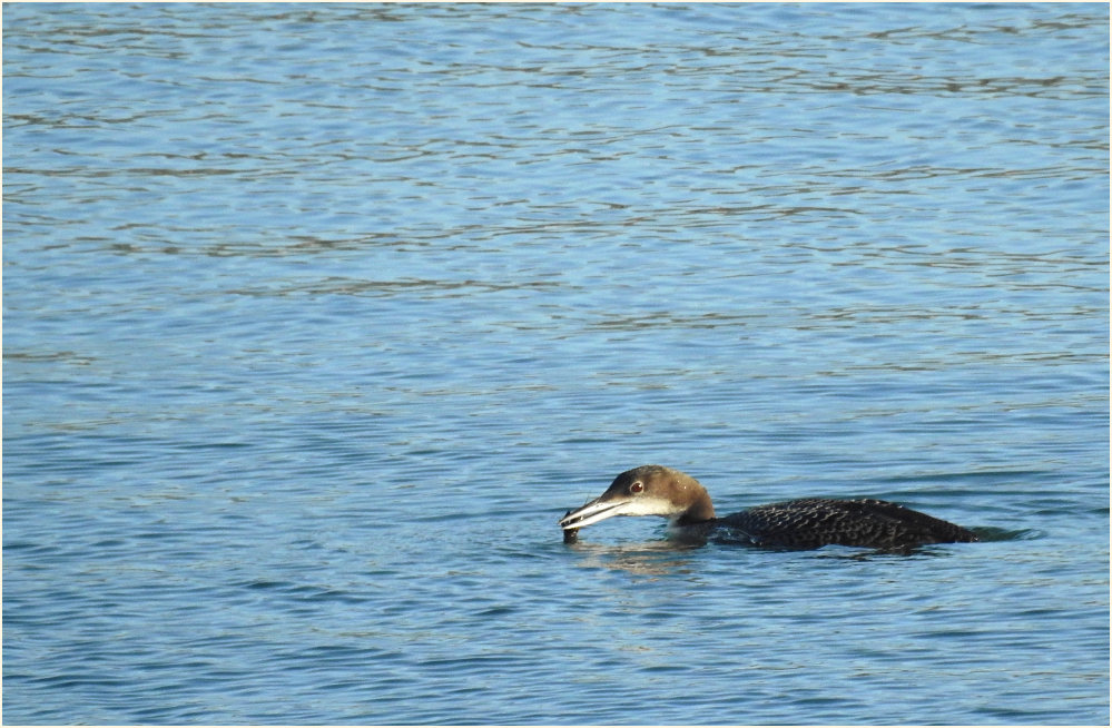 Eistaucher (Gavia immer)