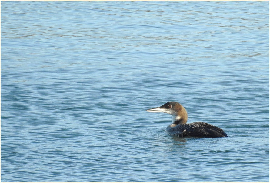 Eistaucher (Gavia immer)