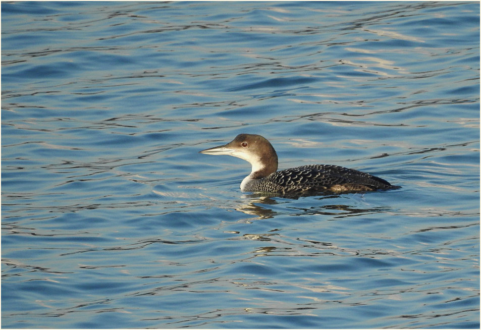Eistaucher (Gavia immer)