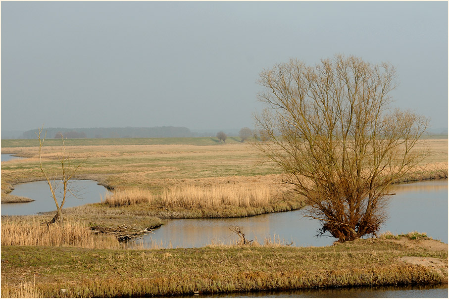 R&uuml;ckdeichungsgebiet bei Lenzen