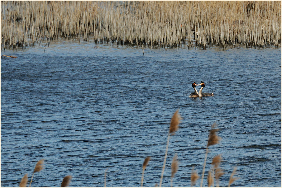 Haubentaucher im Wrechow