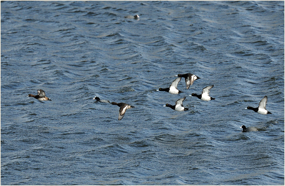 Reiherenten im Wrechow