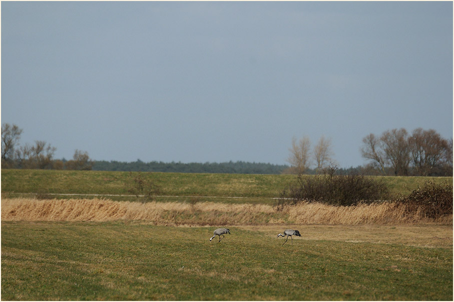 Kraniche in den Pevestorfer Wiesen