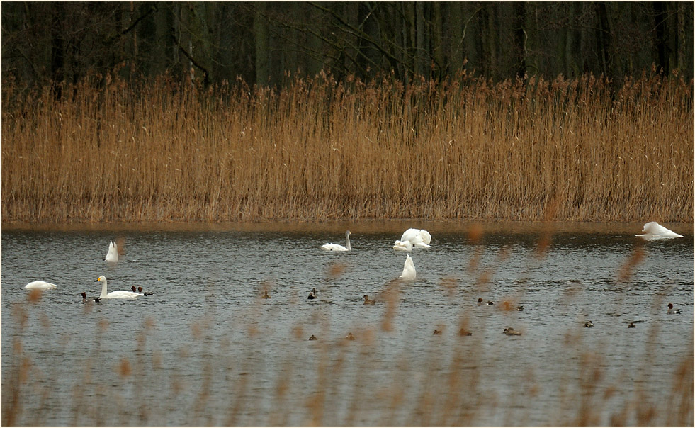 Zwerg- und Höckerschwäne in der Teichlewitz
