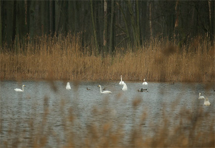 vergrößern
