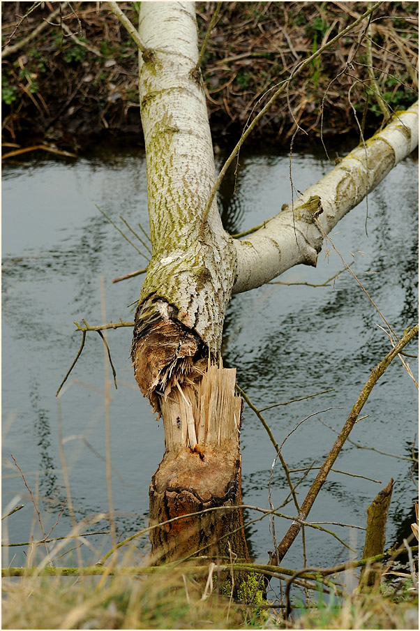 Biberspuren in der Lewitz
