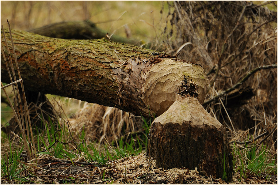 Biberspuren Lenzer Burggarten