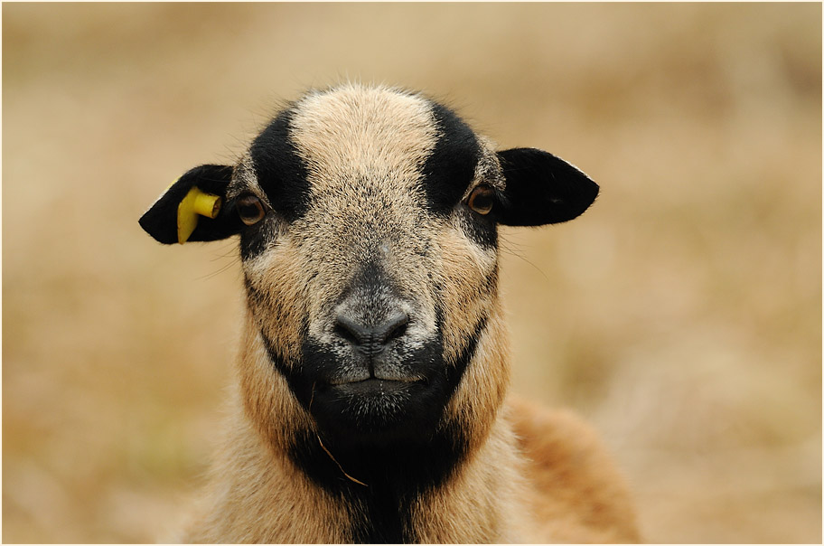 Schaf im Burggarten Lenzen