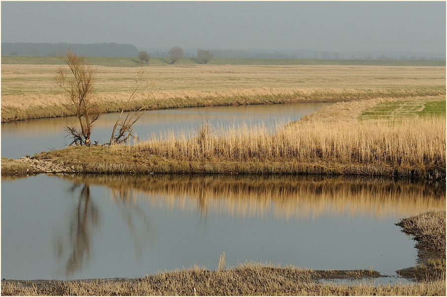 Rückdeichungsgebiet bei Lenzen