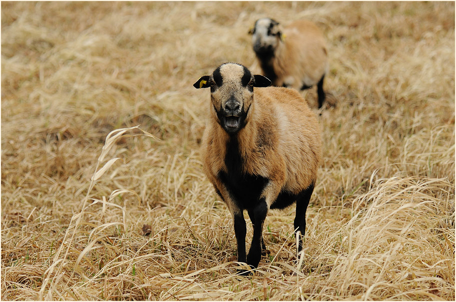 Schaf im Burggarten Lenzen