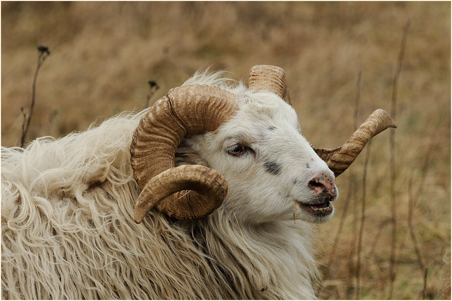 Skudde auf dem Höhbeck
