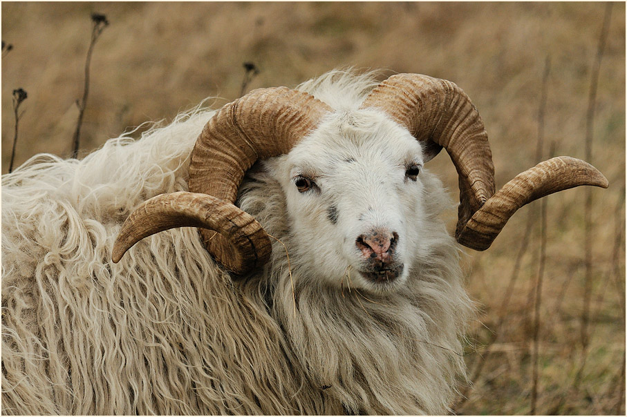 Skudde auf dem Höhbeck