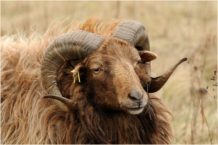 Skudde auf dem H&ouml;hbeck