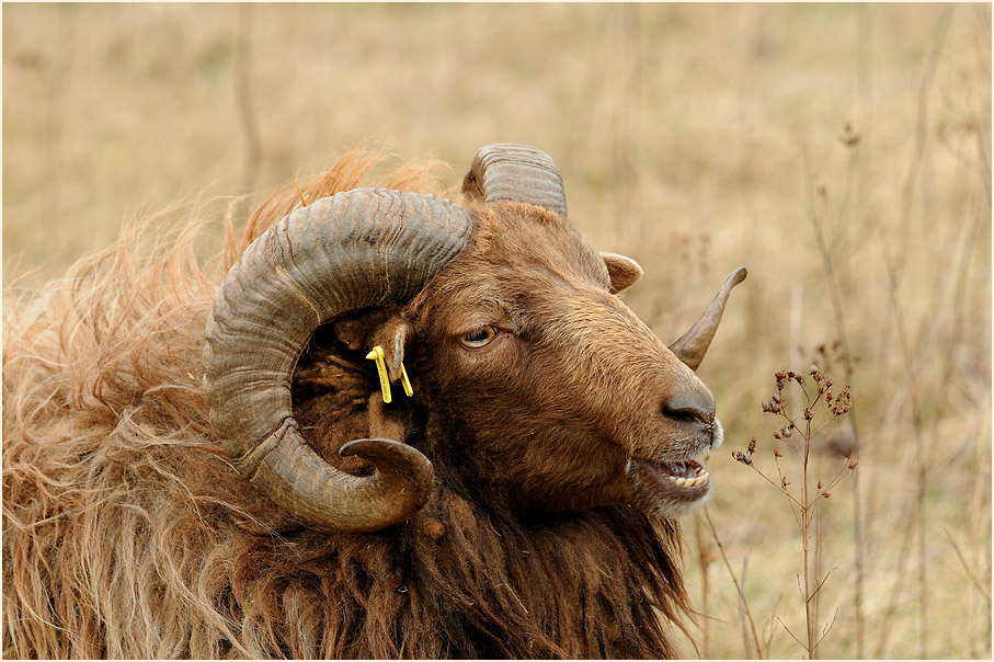 Skudde auf dem Höhbeck